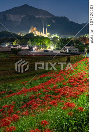 《埼玉県》彼岸花が咲く寺坂棚田と武甲山・夜景 107526208