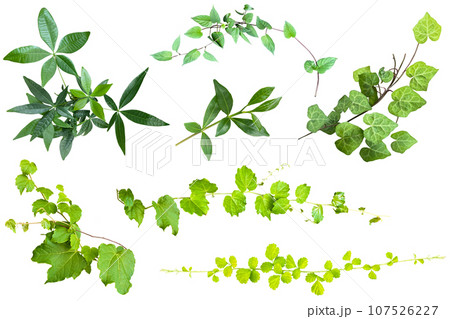 ツタなどの葉の切抜き(背景透過) ツタなどの葉の切抜き(背景透過) 107526227