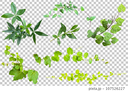 Cutting out leaves such as ivy (background transparent) 107526227
