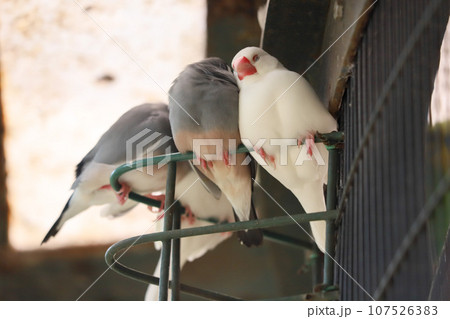 身を寄せ合う文鳥 身を寄せ合う文鳥 107526383