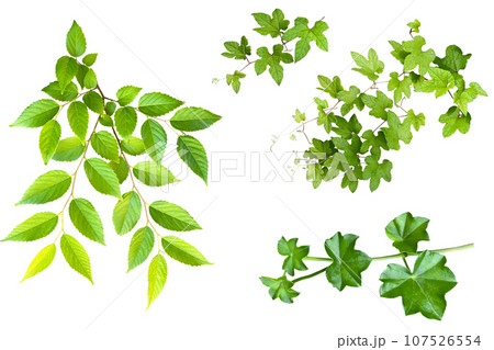 葉っぱの切抜き（背景透過） 107526554