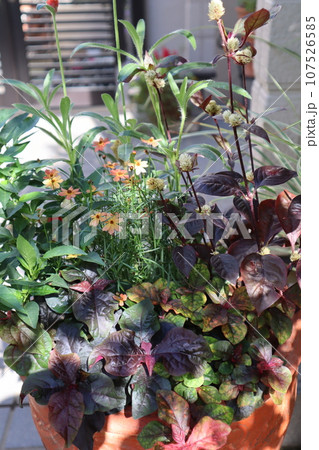 玄関前の秋の花寄せ植え 玄関前の秋の花寄せ植え 107526585