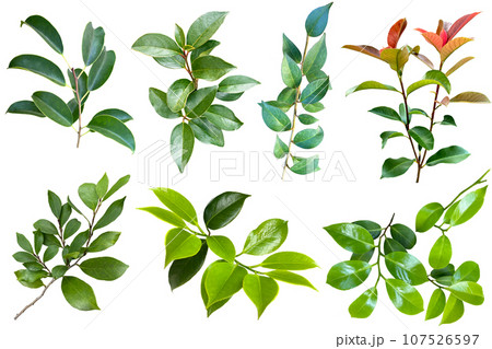 葉っぱの切抜き(背景透過) 葉っぱの切抜き(背景透過) 107526597