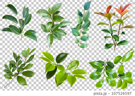 葉っぱの切抜き(背景透過) 葉っぱの切抜き(背景透過) 107526597