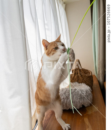 おもちゃで遊ぶ猫　茶トラ白 107526669
