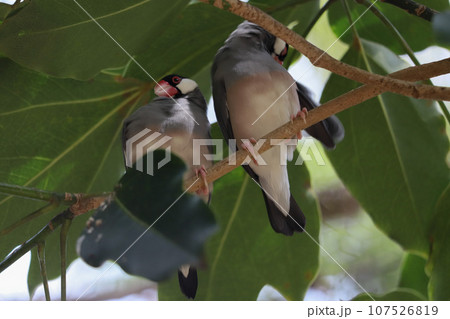 羽繕い中の文鳥 107526819