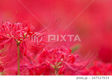 彼岸花 107527014