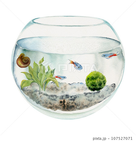 Hand drawn watercolor aquarium fish, algae, bog wood in round fishbowl. Marine exotic underwater illustration. Isolated on white background. Design for shops, brochure, print, card, wall art, textile. 107527071