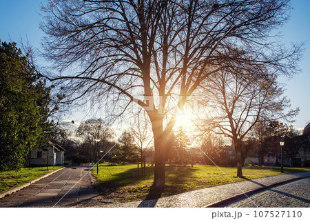 Scenic view of pathway and trees in small city park square garden against warm sunset sun light in autumn evening or morning. Natural greenery urban walkway background Scenic view of pathway and trees in small city park square garden against warm sunset sun light in autumn evening or morning. Natural greenery urban walkway background 107527110