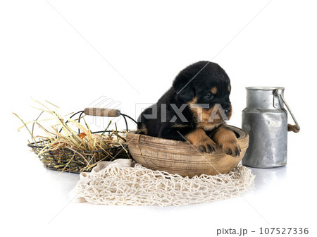 puppy rottweiler in studio puppy rottweiler in studio 107527336