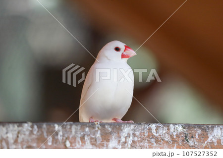 白文鳥 107527352