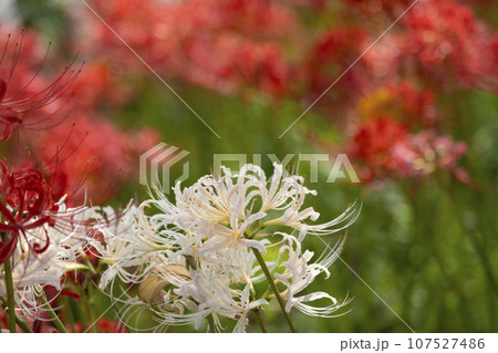 白い彼岸花 白い彼岸花 107527486