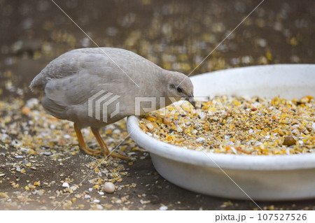 ご飯を覗き込むヒメウズラ ご飯を覗き込むヒメウズラ 107527526