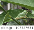 カエル 107527631