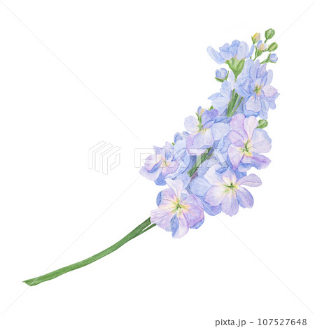 Blue Gillyflower watercolor illustration. Hand drawn botanical painting, floral sketch. Colorful flower clipart for summer, autumn design of wedding invitation, print, greeting, sublimation, textile 107527648