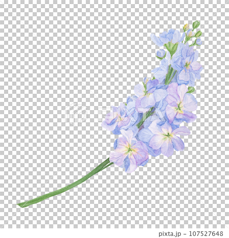 Blue Gillyflower watercolor illustration. Hand drawn botanical painting, floral sketch. Colorful flower clipart for summer, autumn design of wedding invitation, print, greeting, sublimation, textile 107527648