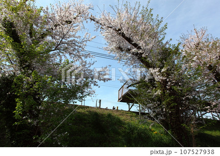 駅のホームと桜　 107527938
