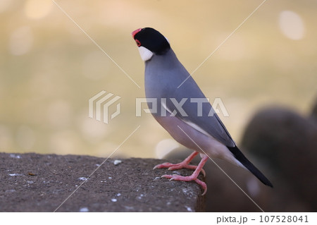背伸びする文鳥 背伸びする文鳥 107528041