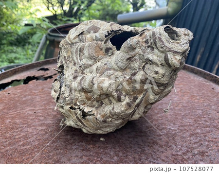 スズメバチの巣 107528077