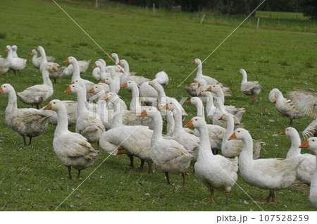free range geese in agricultural husbandry free range geese in agricultural husbandry 107528259