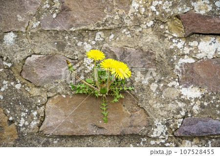 dandelion at a wall 107528455