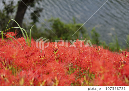 津屋川を背景に満開の彼岸花が咲きほこる素敵な風景 107528721