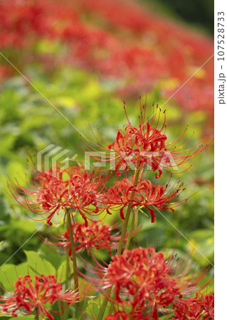 rose seeding Easy to Grow Nasturtium Rose Seed main image 0