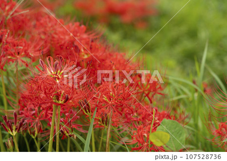 秋の風物詩の赤い彼岸花のアップ 秋の風物詩の赤い彼岸花のアップ 107528736