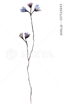 Watercolor blue and grey wildflowers isolated illustration, floral wedding and greeting element 107528845