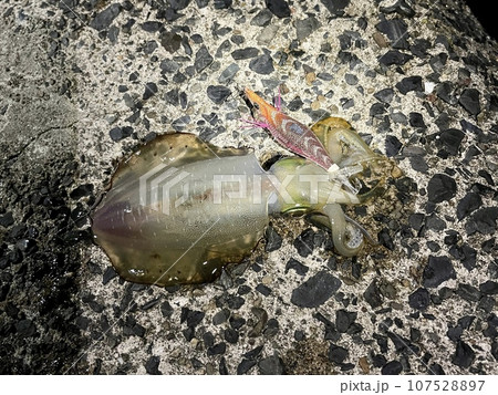 秋エギングで狙うアオリイカの新子 秋エギングで狙うアオリイカの新子 107528897