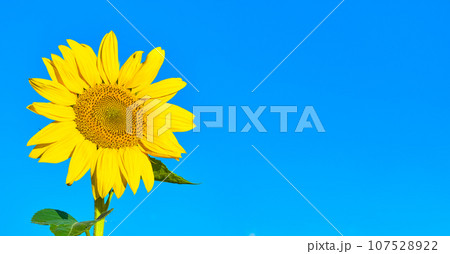 Close-up sunflower against a bright blue sky, banner with copy space for advertising, idea for a background or screensaver about natural farm products Close-up sunflower against a bright blue sky, banner with copy space for advertising, idea for a background or screensaver about natural farm products 107528922