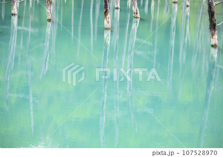 北海道 美瑛の「白金青い池」 107528970