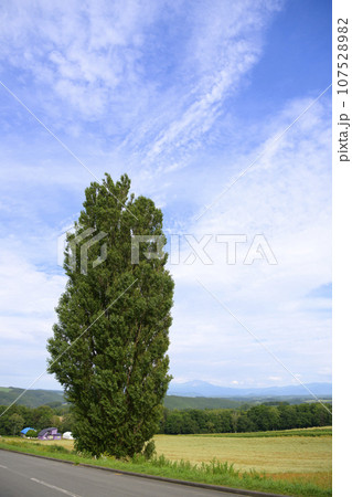 北海道 美瑛の「ケンとメリーの木」 107528982