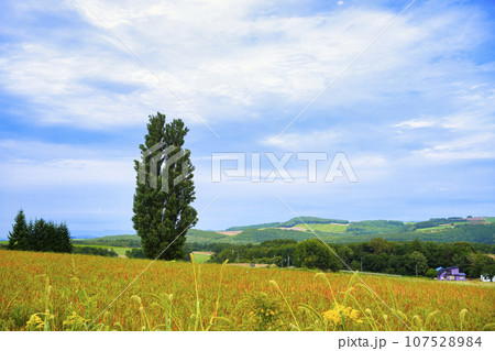 北海道 美瑛の「ケンとメリーの木」 北海道 美瑛の「ケンとメリーの木」 107528984