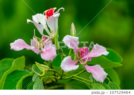 Bauhinia monandra is a species of leguminous trees. Refugio de Vida Silvestre Cano Negro, Costa Rica. 107529464