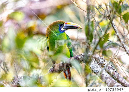 Emerald toucanet - Aulacorhynchus prasinus, San Gerardo, Costa Rica Emerald toucanet - Aulacorhynchus prasinus, San Gerardo, Costa Rica 107529474