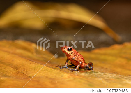 Strawberry poison-dart frog, Oophaga pumilio, formerly Dendrobates pumilio, Tortuguero, Costa Rica wildlife 107529488