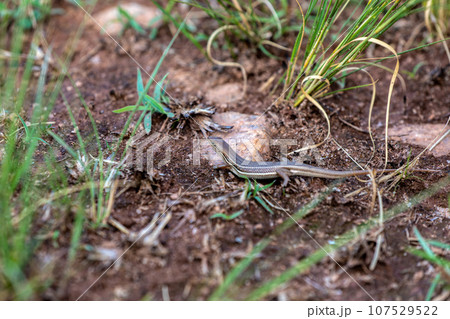 Elegant mabuya - Trachylepis elegans, endemic species of skink. Madagascar Wildlife 107529522