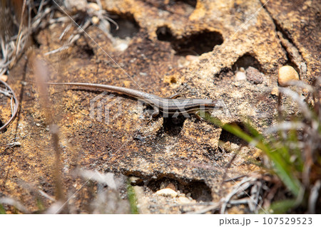 Gravenhorst's mabuya, Trachylepis gravenhorstii, Ambalavao Andringitra National Park. Madagascar wildlife 107529523