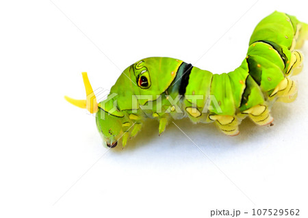 アゲハ蝶の終齢幼虫 107529562