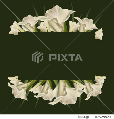 Watercolor gladioluses. Floral banner, frame with white flowers, buds and leaves Hand painted isolated illustration on dark background. Botanical design for wedding, invitations and greeting cards Watercolor gladioluses. Floral banner, frame with white flowers, buds and leaves Hand painted isolated illustration on dark background. Botanical design for wedding, invitations and greeting cards 107529924