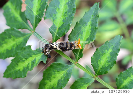 山椒の葉についていたアゲハ蝶の幼齢幼虫 山椒の葉についていたアゲハ蝶の幼齢幼虫 107529950