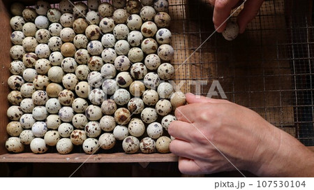 hands lay small brown speckled eggs of domestic quails on the lattice of an incubator box, top view, laying a quail egg in the correct position in equipment for incubating and hatching chicks hands lay small brown speckled eggs of domestic quails on the lattice of an incubator box, top view, laying a quail egg in the correct position in equipment for incubating and hatching chicks 107530104