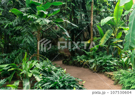 interior of a large greenhouse with tropical plants 107530604