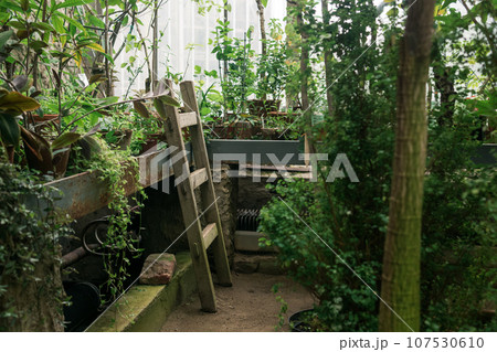 interior of a large greenhouse with a collection of tropical plants ang equipment interior of a large greenhouse with a collection of tropical plants ang equipment 107530610