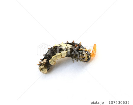 山椒の葉についていたアゲハ蝶の幼齢幼虫 山椒の葉についていたアゲハ蝶の幼齢幼虫 107530633
