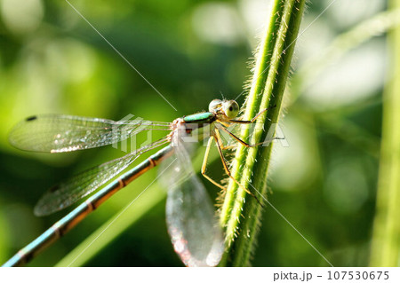 くろまめ畑で見つけたイトトンボ 10月上旬 くろまめ畑で見つけたイトトンボ 10月上旬 107530675
