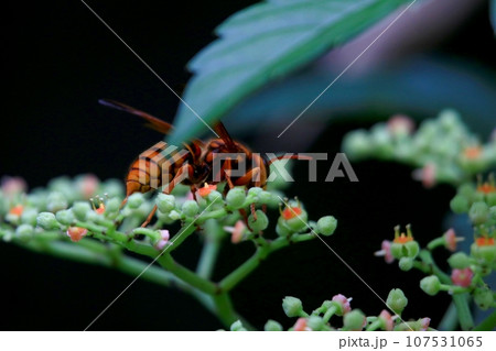 キイロスズメバチ 107531065