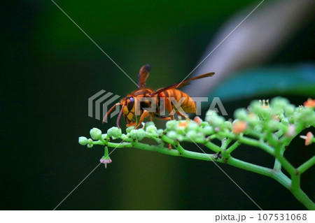 キイロスズメバチ キイロスズメバチ 107531068