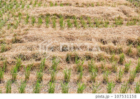 藁が撒かれた稲刈り後の田んぼ 107531158